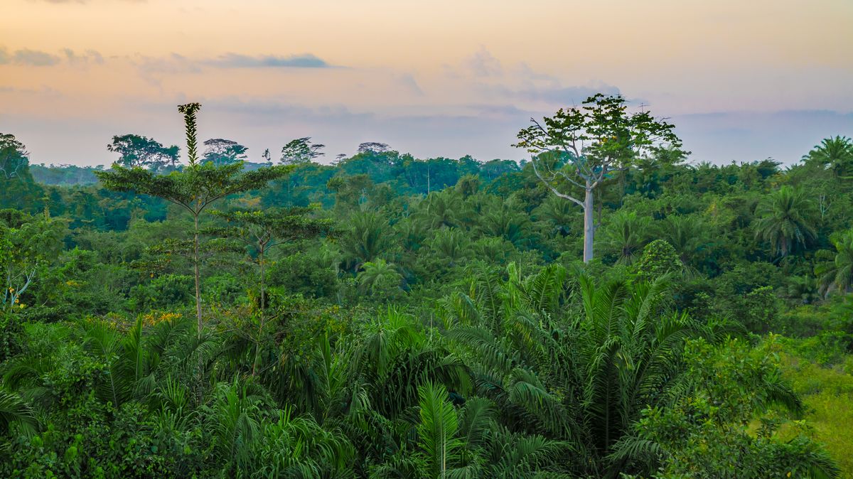 Emiráty koupí obří kus liberijského lesa. Aby mohly dál těžit ropu
